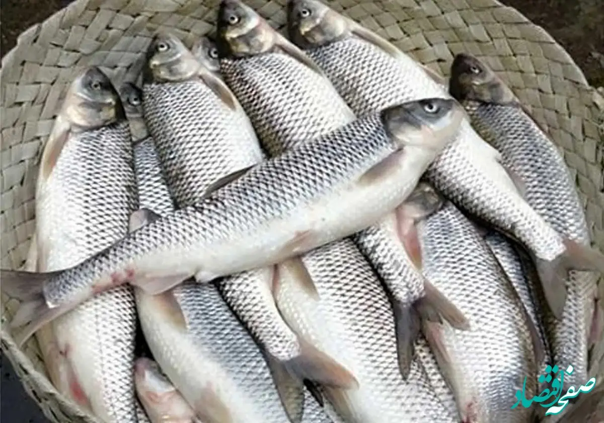 آخرین قیمت روز انواع ماهی امروز سه‌شنبه ۲ بهمن ۱۴۰۳ در بازار