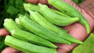 معجزه آب بامیه ناشتا: از کنترل دیابت تا جوانسازی پوست