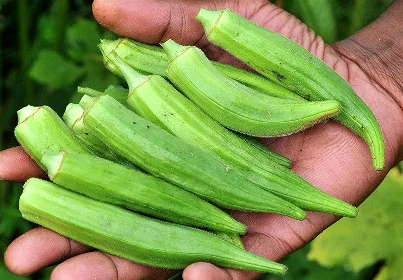 معجزه آب بامیه ناشتا: از کنترل دیابت تا جوانسازی پوست