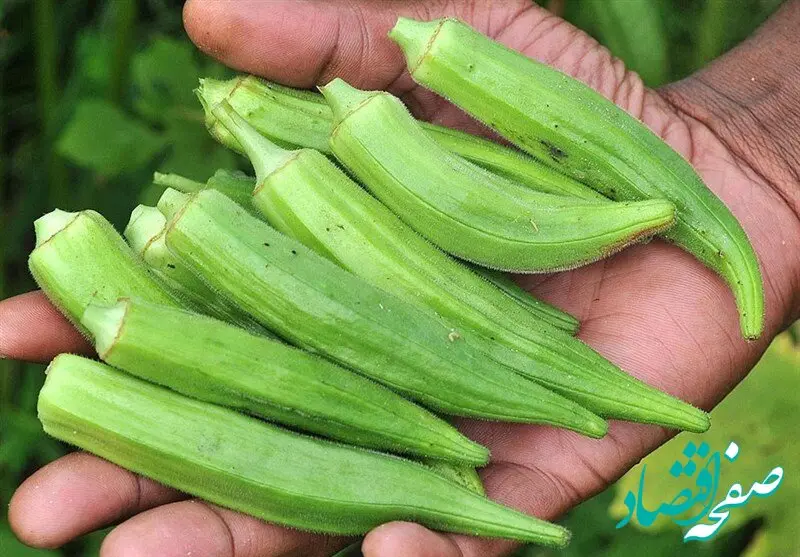 معجزه آب بامیه ناشتا: از کنترل دیابت تا جوانسازی پوست