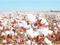 قیمت جدید پنبه اعلام شد + جزئیات