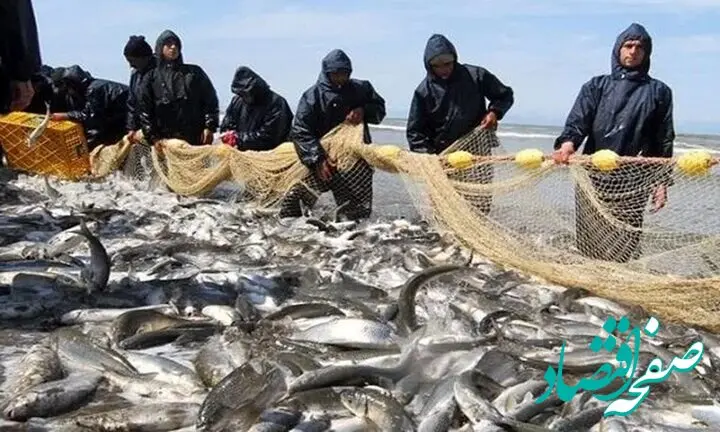 رکوردشکنی ۵۳۰ میلیارد ریالی صیادان در خزر؛ پایان فصلی پربار با رشد ۲۰۱ درصدی درآمد