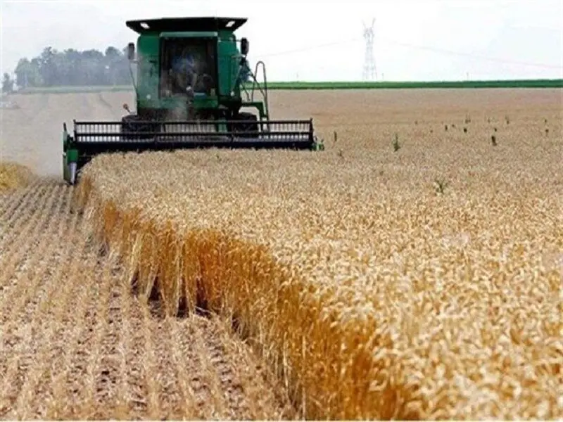 آخرین خبر از قیمت گندم امروز یکشنبه ۱۰ تیر ۱۴۰۳ | گندمکاران بخوانند