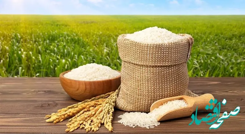 خبر شوکه‌کننده برای بازار برنج | شوک به سفره مردم در ماه‌های پایانی سال