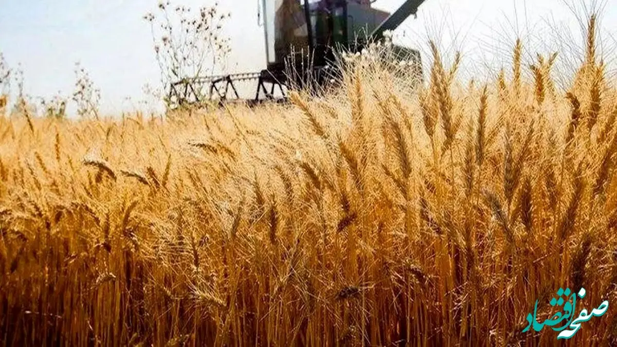 خبر مهم برای گندم‌کاران/جزئیات تصمیم جدید دولت درباره بیمه گندم اعلام شد