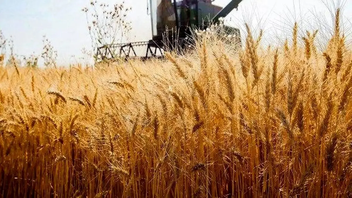 خبر مهم برای گندمکاران/جزئیات تصمیم جدید دولت درباره بیمه گندم اعلام شد