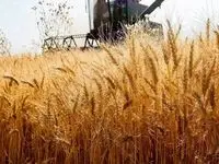 خبر مهم برای گندم‌کاران/جزئیات تصمیم جدید دولت درباره بیمه گندم اعلام شد