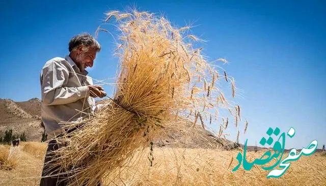 کرمانشاه پیشتاز در پرداخت مطالبات گندمکاران | با پیگیری استاندار کرمانشاه محقق شد