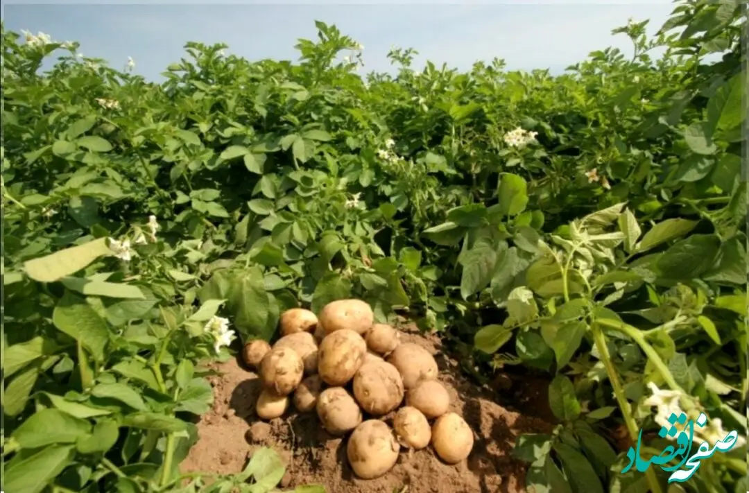 سیب‌ زمینی سر زمین با این مبلغ بفروش می رسد