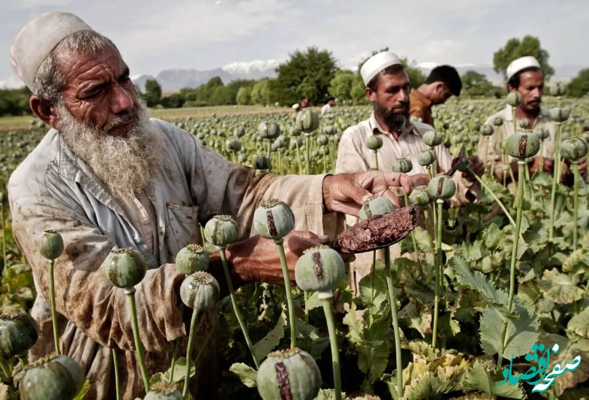 روان‌گردان‌ها جای تریاک را گرفته است/ قیمت یک کیلو تریاک: 200 میلیون تومان