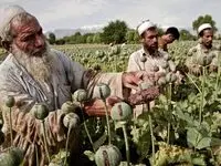 روان‌گردان‌ها جای تریاک را گرفته است/ قیمت یک کیلو تریاک: 200 میلیون تومان