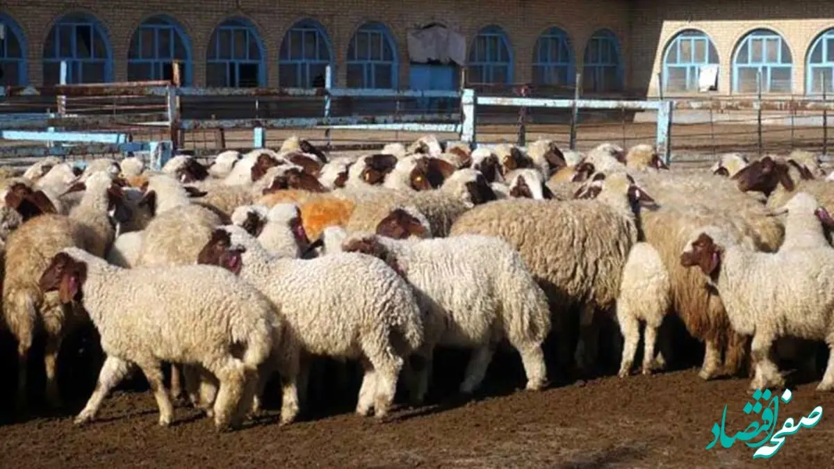 قیمت دام زنده امروز دوشنبه ۱۷ اردیبهشت ماه ۱۴۰۳