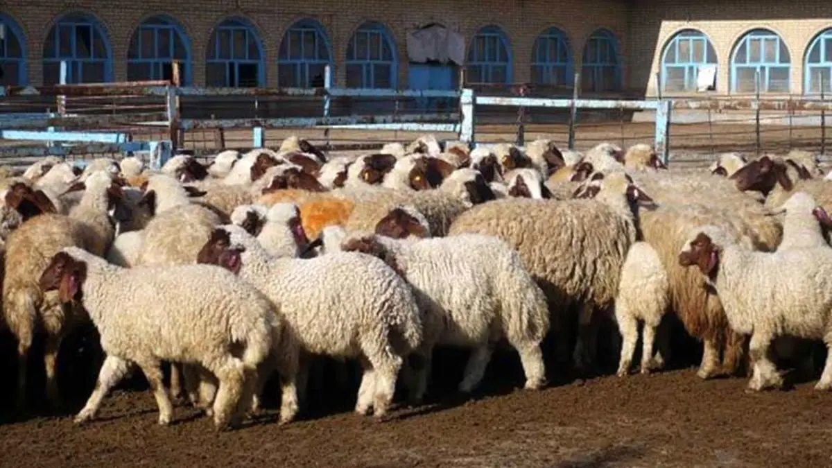 قیمت دام زنده امروز دوشنبه ۱۷ اردیبهشت ماه ۱۴۰۳