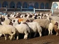 قیمت دام زنده امروز دوشنبه ۱۷ اردیبهشت ماه ۱۴۰۳