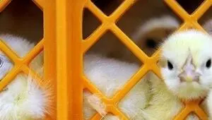 قیمت جوجه ۳۰ هزار تومان ارزان شد