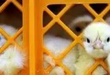 قیمت جوجه ۳۰ هزار تومان ارزان شد