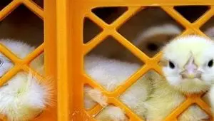 قیمت جوجه ۳۰ هزار تومان ارزان شد