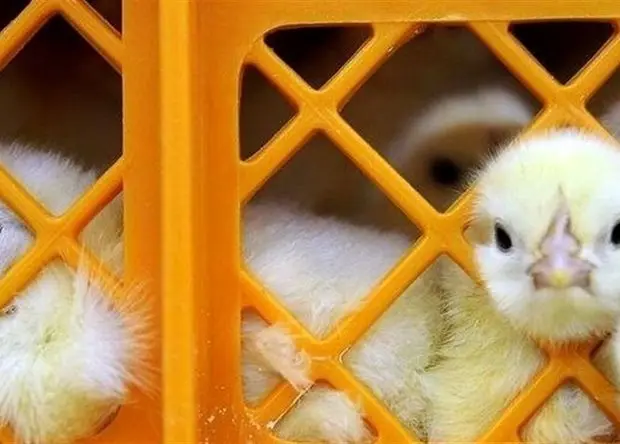 قیمت جوجه ۳۰ هزار تومان ارزان شد