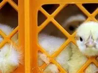 قیمت جوجه ۳۰ هزار تومان ارزان شد