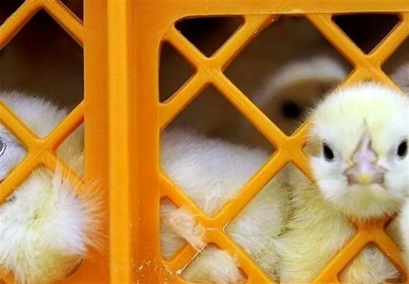 قیمت جوجه ۳۰ هزار تومان ارزان شد
