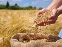 جدیدترین وضعیت خرید تضمینی گندم امروز پنجشنبه ۳۰ مرداد ۱۴۰۴ / از مطالبات گندمکاران چه خبر؟ 