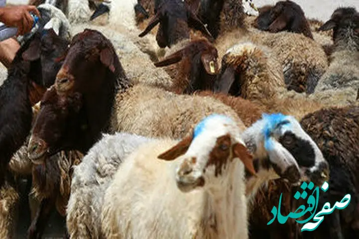 قیمت دام زنده امروز سه شنبه ۵ تیر ۱۴۰۳ اعلام شد/ جزییات تغییر قیمت