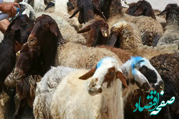 قیمت دام زنده امروز سه شنبه ۵ تیر ۱۴۰۳ اعلام شد/ جزییات تغییر قیمت