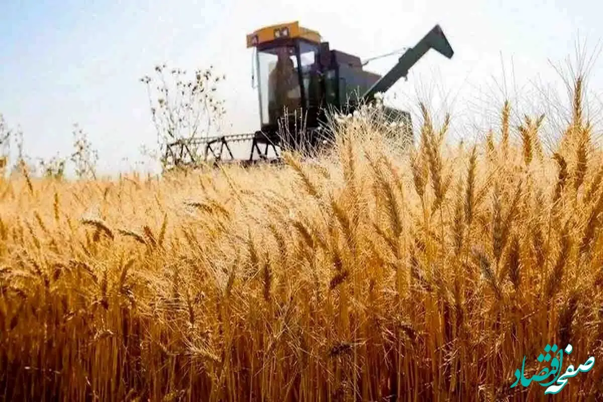  آخرین خبر از پرداخت مطالبات گندمکاران امروز دوشنبه ۷ آبان ماه ۱۴۰۳ | روز تسویه حساب رسید 