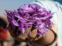 معامله ۷۱۷ کیلوگرم زعفران نگین در بورس کالا