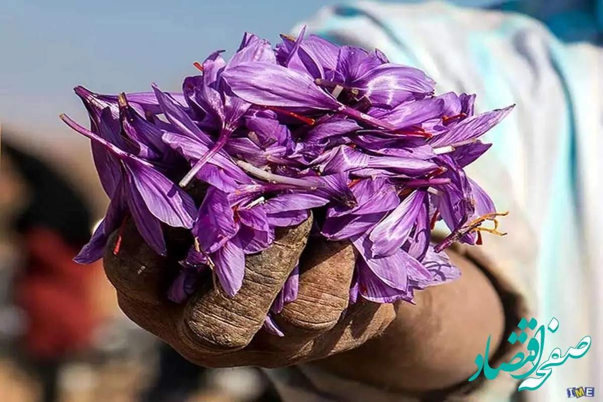 معامله ۷۱۷ کیلوگرم زعفران نگین در بورس کالا