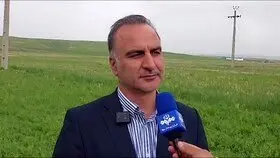 آخرین خبر از خرید تضمینی و پرداخت مطالبات گندمکاران امروز ۲۴ اردیبهشت ۱۴۰۴