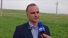 آخرین خبر از خرید تضمینی و پرداخت مطالبات گندمکاران امروز ۲۴ اردیبهشت ۱۴۰۴
