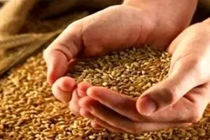 گندمکاران حتما بخوانند | از پرداخت مطالبات گندمکاران چه خبر؟