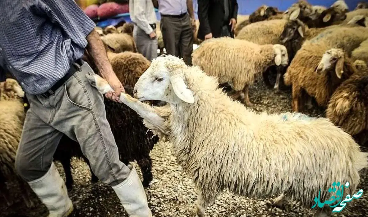 جدول قیمت دام زنده امروز یکشنبه ۱۸ آذر ۱۴۰۳ + قیمت دام زنده در تهران