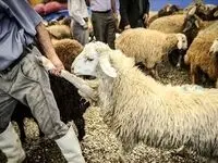 جدول قیمت دام زنده امروز یکشنبه ۱۸ آذر ۱۴۰۳ + قیمت دام زنده در تهران