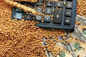 وزیر جهاد کشاورزی: قیمت گندم منصفانه و همراه با حمایت از تولید داخلی تعیین می‌شود