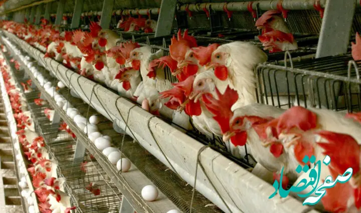 یارانه ایران به افغانستان و عراق رسید! 