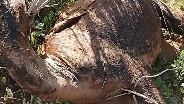 سیلاب در دهلران چند شتر را تلف کرد؟ 