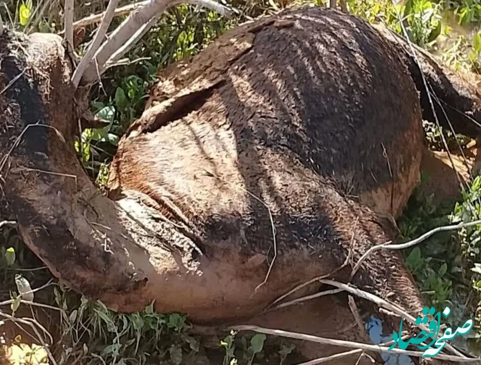 سیلاب در دهلران چند شتر را تلف کرد؟ 