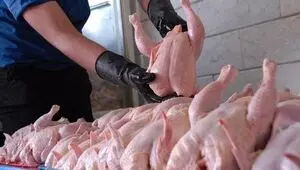 از زنگ خطر در بازار مرغ تا جدیدترین قیمت گوشت مرغ گرم