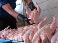 از زنگ خطر در بازار مرغ تا جدیدترین قیمت گوشت مرغ گرم