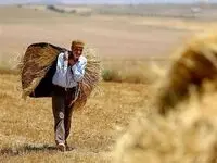 آخرین خبر از مطالبات گندمکاران امروز ۱۳ خرداد ۱۴۰۳