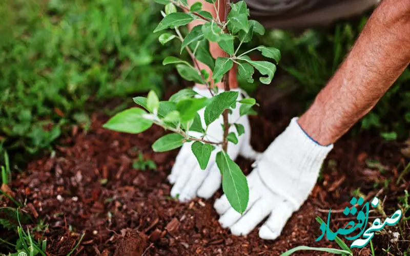 تاریخ روز درختکاری در تقویم ۱۴۰۲ چه روزی است؟