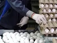 پادکست / هر شونه تخم مرغ چند ؟