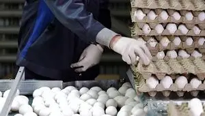 پادکست / هر شونه تخم مرغ چند ؟