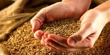 گندمکاران بخوانند | خطر واردات بیشتر گندم | نرخ واقعی گندم چقدر است؟