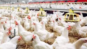 آخرین وضعیت نهاده دامی در سامانه بازارگاه 