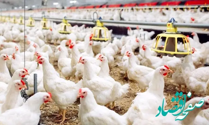 آخرین وضعیت نهاده دامی در سامانه بازارگاه 