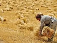 از بدهی ۲۰۰ هزار میلیاردی به گندمکاران چه مقدار تسویه شد؟