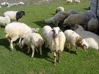 جزئیات افزایش تولید دام سبک و گوشت قرمز دامداران عشایری